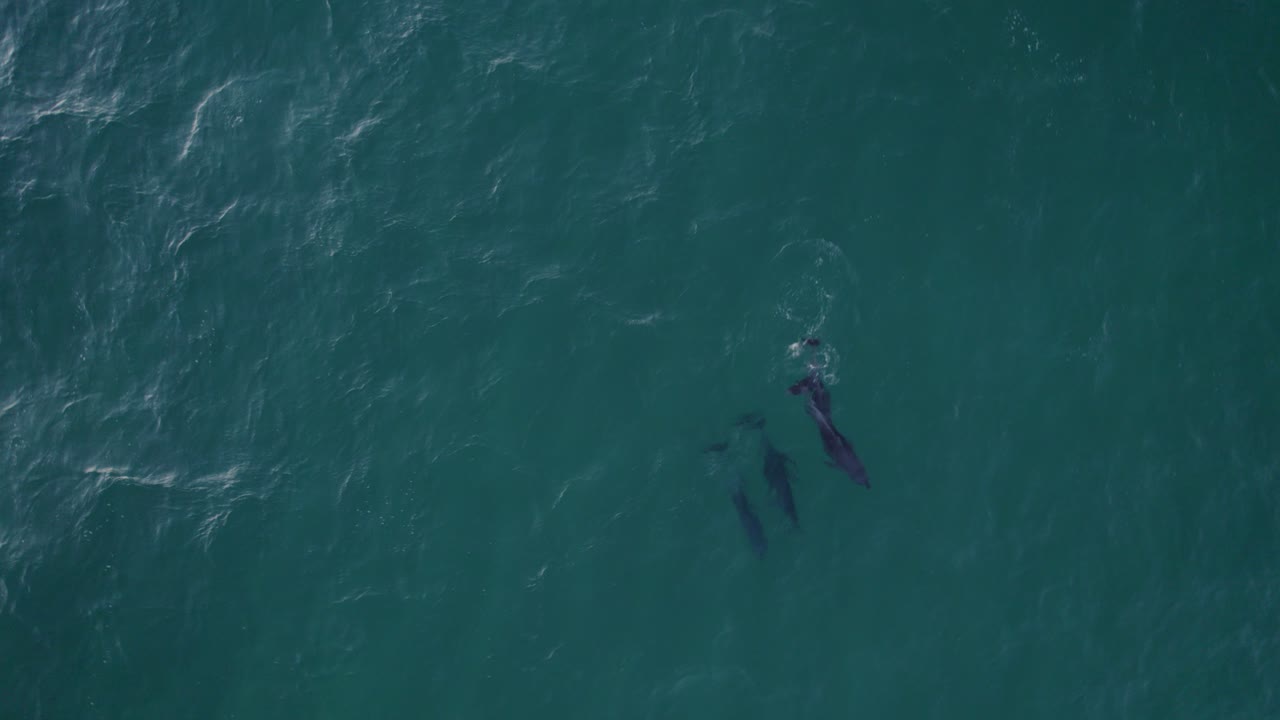 병코 돌고래 떼가 타스만 해에서 수영 - 공중 하향식