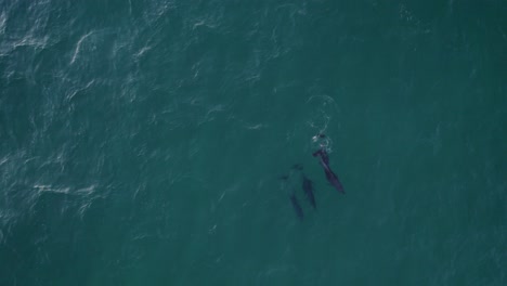 Una-Manada-De-Delfines-Nariz-De-Botella-Nadan-En-El-Mar-De-Tasman---Vista-Aérea-De-Arriba-Hacia-Abajo