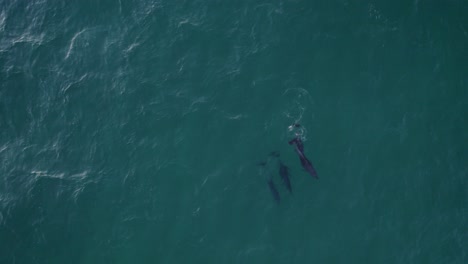 una manada de delfines nariz de botella nadan en el mar de tasman - vista aérea de arriba hacia abajo