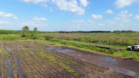 a wet field of production plantations, flooded and ready for planting or harvesting, showing the cycle of agriculture.