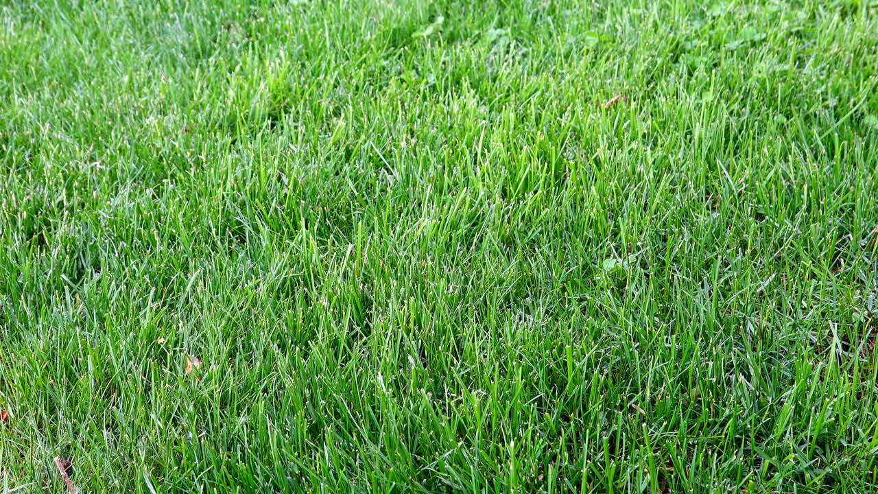 야외의 여름 바람에 푸른 잔디 잔디