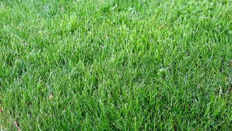 a lawn of green grass in the summer breeze of the outdoors