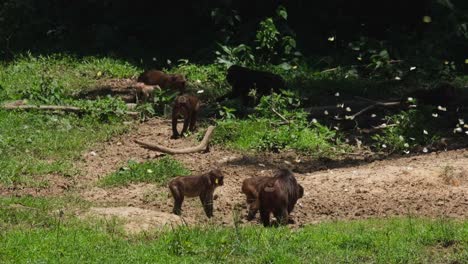 Alimentándose-Junto-Con-Mariposas-Volando-Mientras-Otras-Se-Alejan-Hacia-La-Izquierda-Y-Hacia-La-Derecha,-Macaco-Arctoides-De-Cola-Muñón,-Tailandia