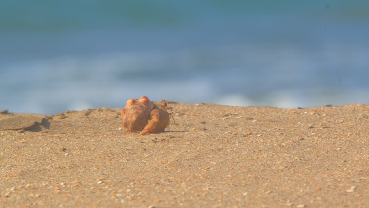 Hermit crab walking in profile on dune with waves behind Piura Peru