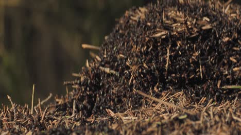 a collective of ants forms an anthill