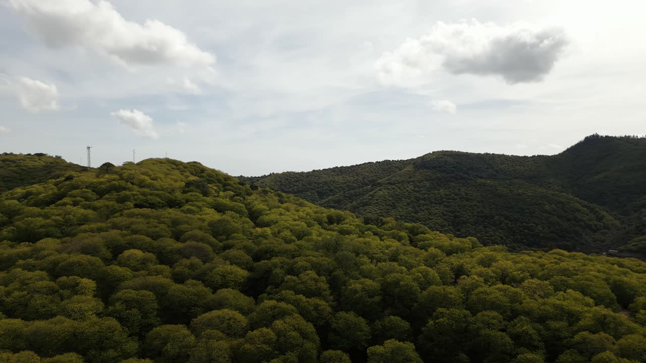 bosque exuberante y vibrante en las montañas de españa, vista aérea