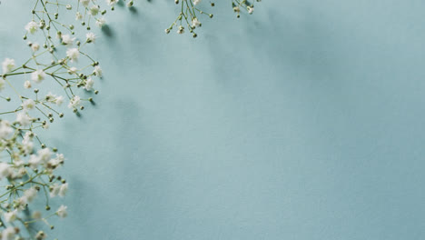 video of multiple white flowers and copy space on blue background