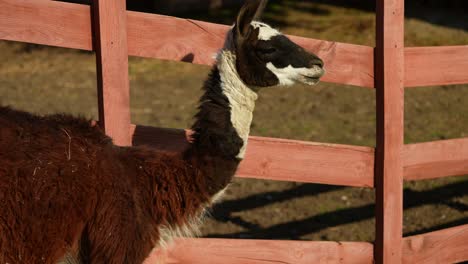 llamas by a red wooden fence