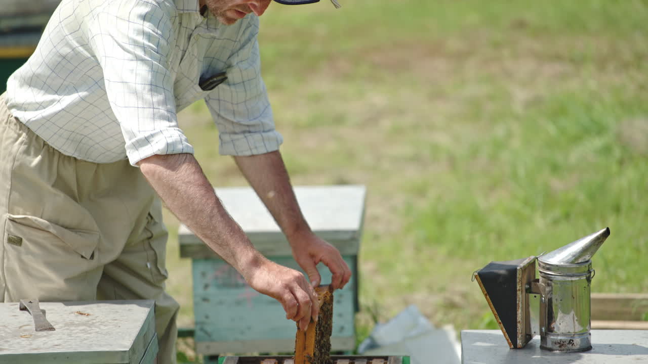 Beekeeper inspecting honeycombs