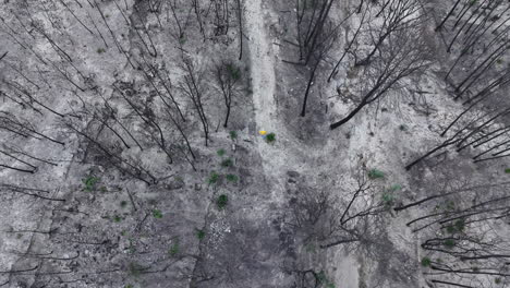 aerial birdseye view above man walking through burnt wildfire forest tree remains