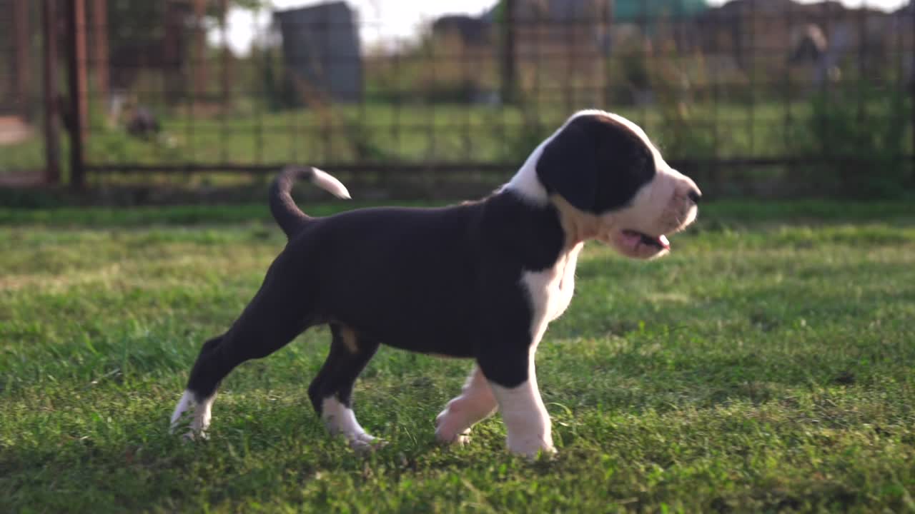 Purebred Great Dane puppy walking and exploring alone in a green field