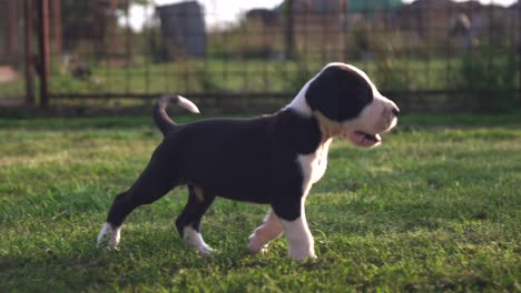 purebred great dane puppy walking and exploring alone in a green field