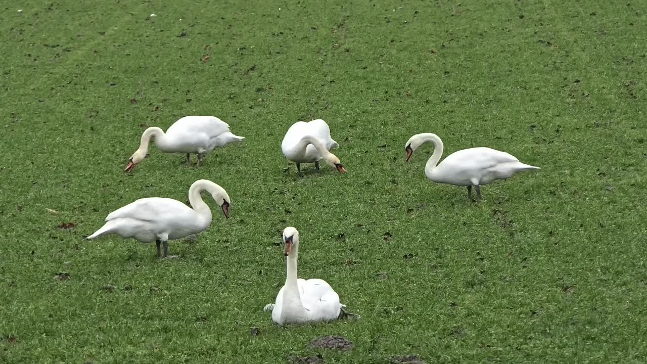 grupo de cisnes blancos pastando en un prado verde