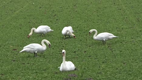 group of white swans grazing in a green meadow