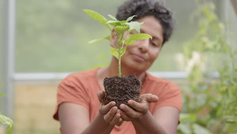 autosuficiencia: el jardinero levanta una planta joven de pimiento y la mira