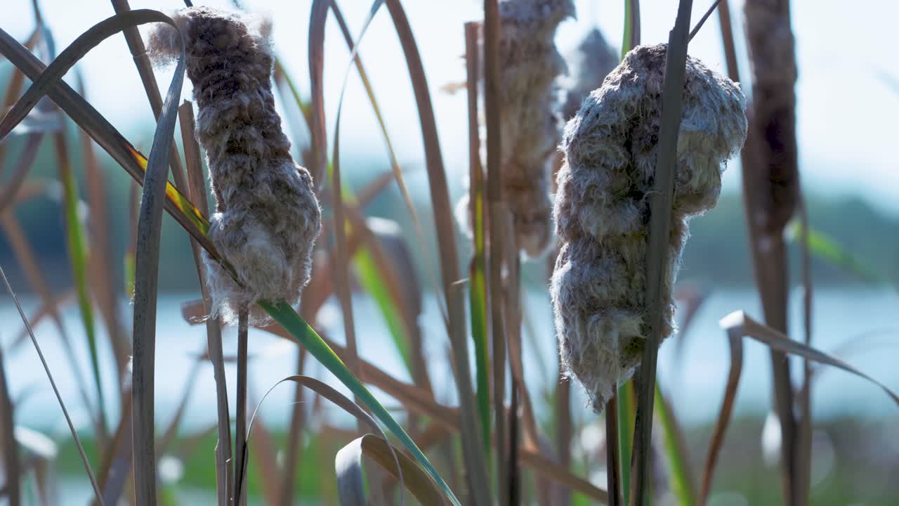 Close-up of Cattails in a Marsh