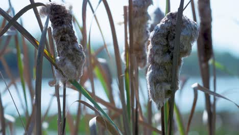Close-up of Cattails in a Marsh