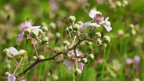 abejas melíferas en praderas silvestres sobre flores de arbusto de mora, cierre lento
