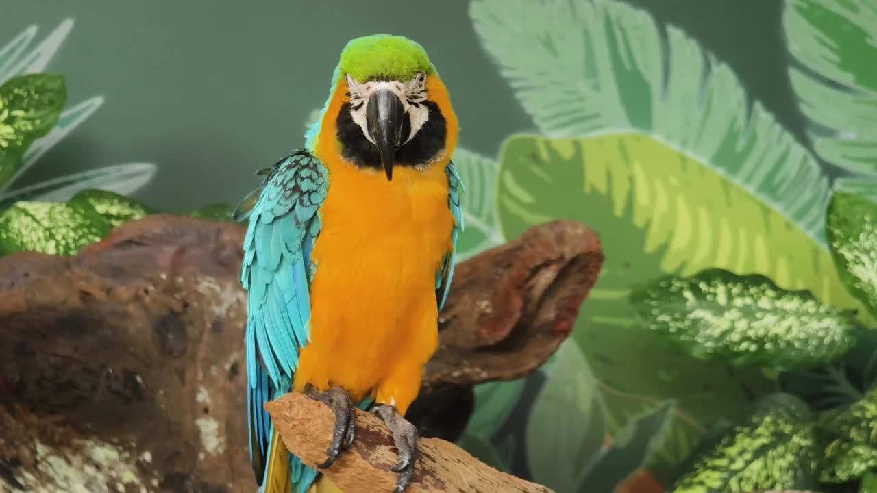 다채로운 아카우 무새