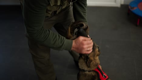 Un-Citólogo-Masculino-Acaricia-Y-Juega-Con-Un-Cachorro-De-Pastor-Alemán.