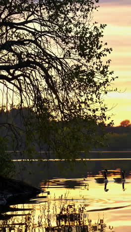 geese swimming on a tranquil lake at sunset with colorful sky reflections