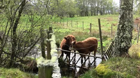 two cows in a muddy pond behind barbed wire