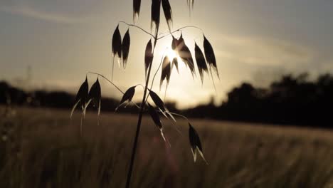 oat plant growing in field against warm golden sunset medium shot