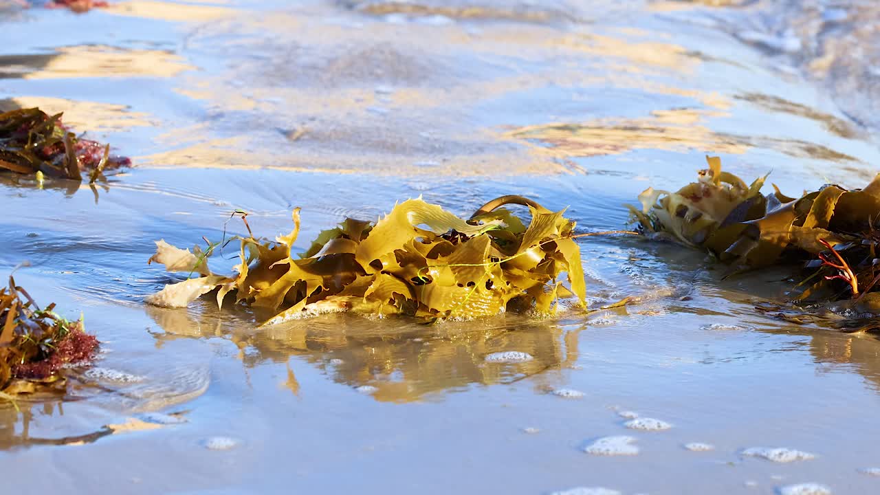 Golden kelp gently sways with the tide on a sunlit beach in Bellarine, Victoria, Australia. Captured in vibrant daylight