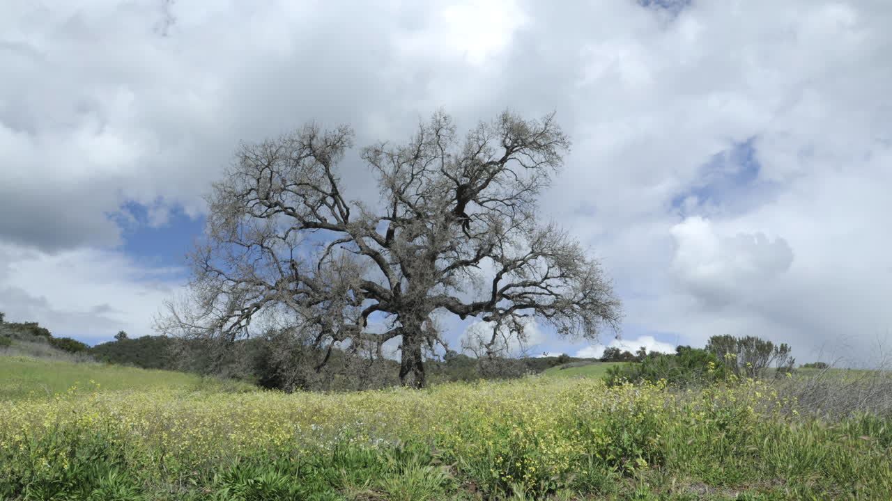 오크 뷰 캘리포니아에 있는 계곡 오크 나무를 지나가는 폭풍 구름의 돌리 샷 시간 경과