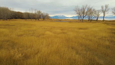 flying low over a field of yellow grass towards a large lake and showy mountains