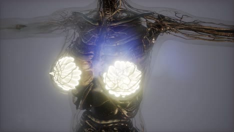 Menschlicher-Körper-Mit-Sichtbar-Leuchtender-Brustdrüse