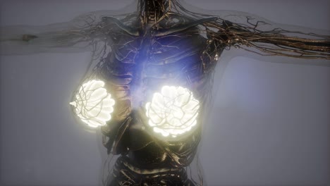 cuerpo humano con brillo visible glándula mamaria