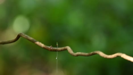 Kleine-Malaysische-Pied-Fantail,-Rhipidura-Javanica,-Hocken-Auf-Einem-Baumzweig-Und-Tauchen-Direkt-In-Die-Frische-Quelle-Mit-Wasserspritzern-überall-In-Der-Szene-Im-Natürlichen-Tropischen-Lebensraum,-Thailand