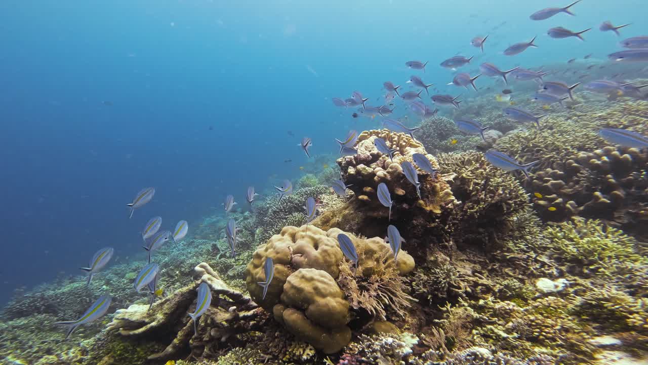 Un banco di pesci fucilieri nuota con grazia sopra una barriera corallina nelle acque cristalline di Raja Ampat, Indonesia