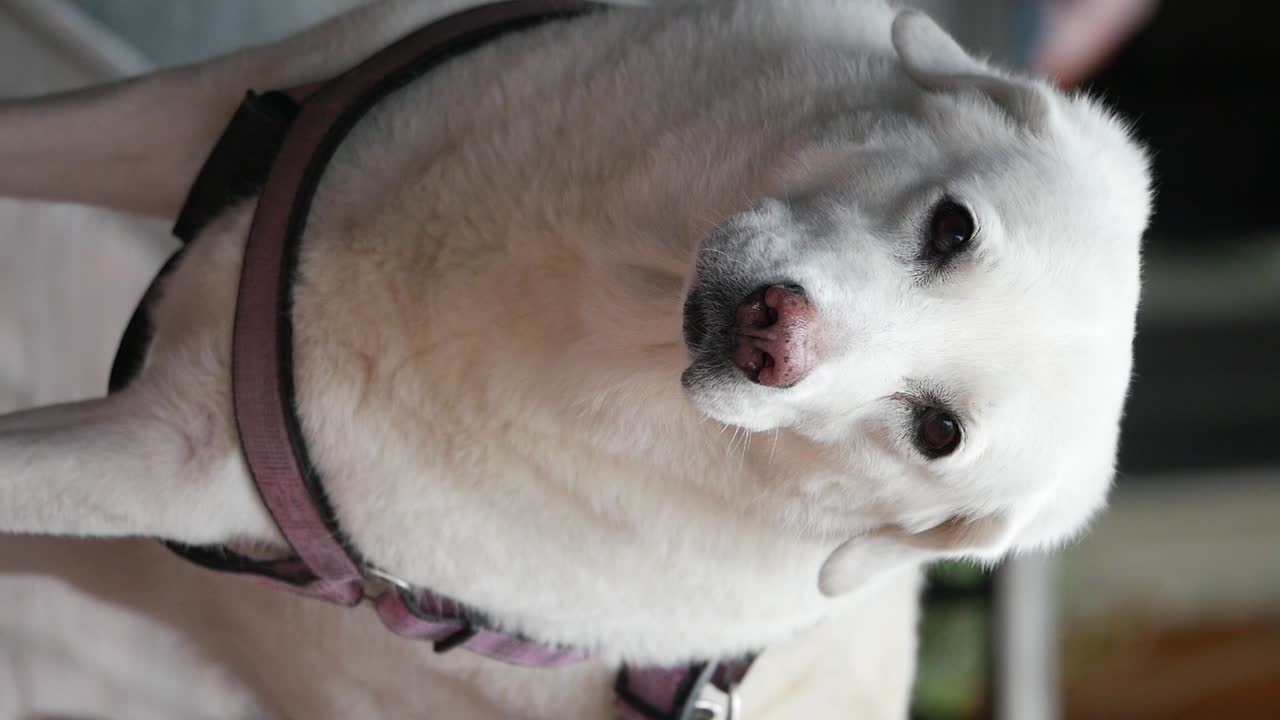 Close-up of a chubby white dog wearing a pink harness