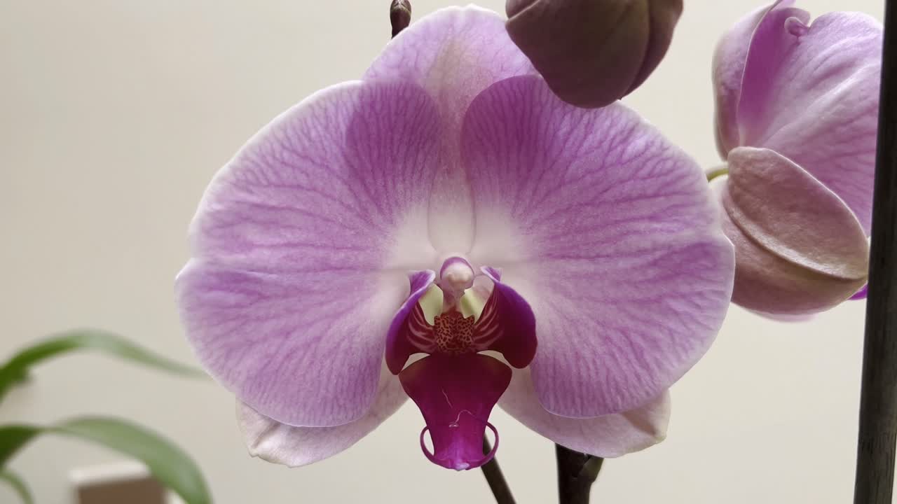 video de una flor de orquídea en flor