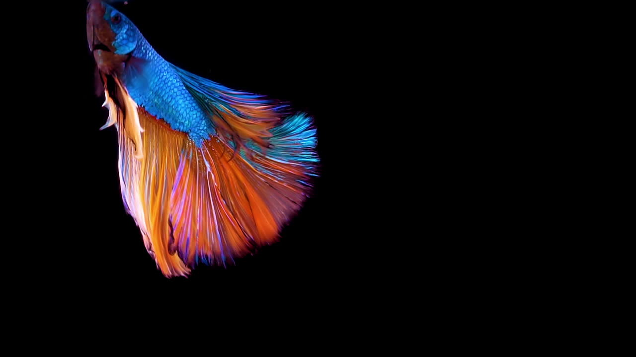 vibrantes peces luchadores siameses betta splendens, también conocidos como peces luchadores tailandeses o betta, un popular pez de acuario en cámara súper lenta sobre fondo negro aislado