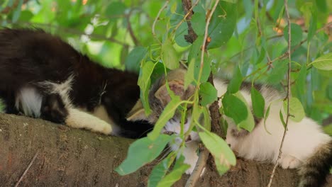 stray kitten on a tree branch. stray cat is an un-owned domestic cat that lives outdoors and avoids human contact: it does not allow itself to be handled or touched, and remains hidden from humans.