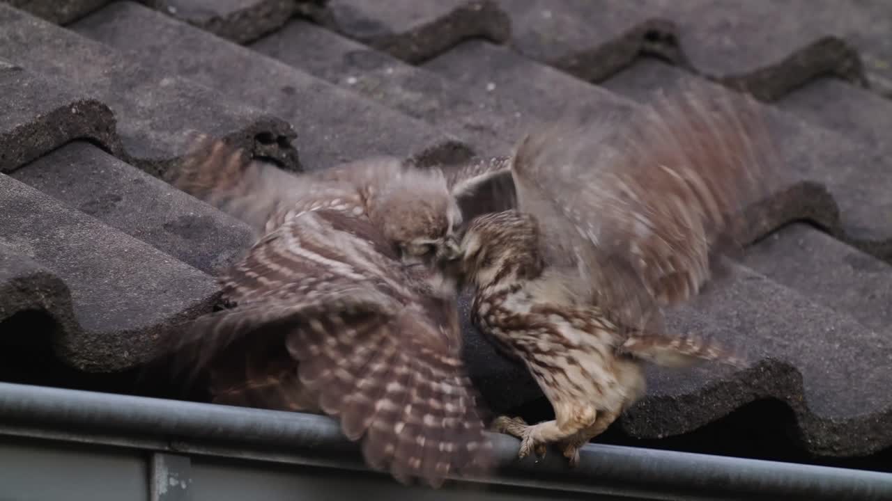 Little owl chick eating food from mother on a house terrace, urban bird life