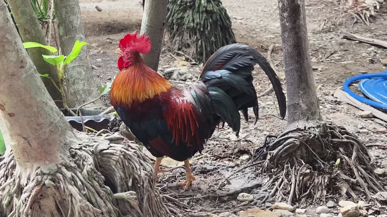 gallo en un jardín tropical