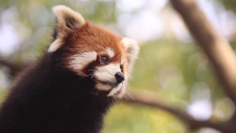 primer plano de un panda rojo con una expresión linda