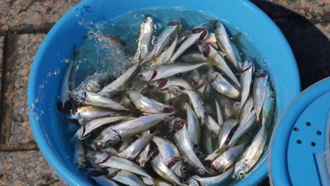 freshly caught small fish in a blue bowl