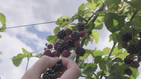 nahaufnahme einer frau, die frische brombeeren von hand pflückt