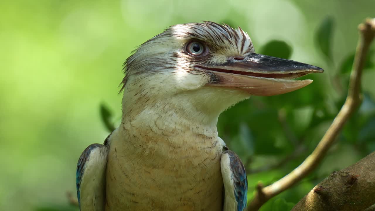 Un kookaburra dalle ali blu maschio (Dacelo leachii) è appollaiato su un ramo d'albero in mezzo a un lussureggiante fogliame verde, ritratto ravvicinato.