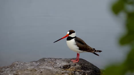 oystercatcher on a rock