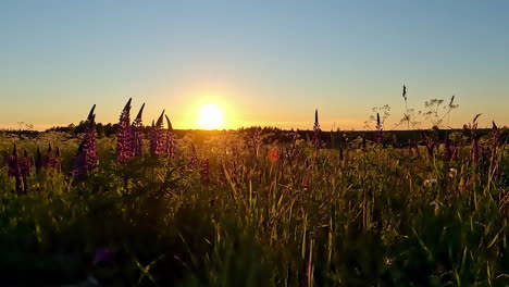 a time lapse shot of a colourful sunset view at a floral landscape in the country