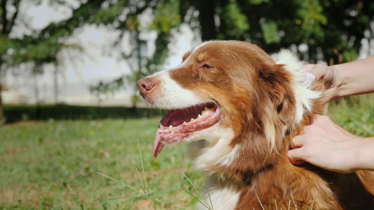 tratar a un perro por pulgas
