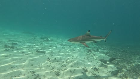 black tip shark swimming above