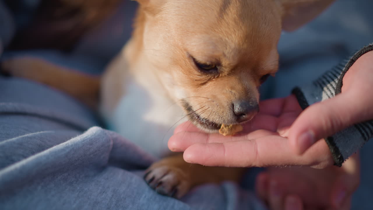 강아지와 소녀의 평온하고 고요한 장면, 소녀와 작은 강아지가 함께 있는 평화로운 모습, 소녀와 작은 치와와가 부드럽게 교감하는 평화로운 이미지