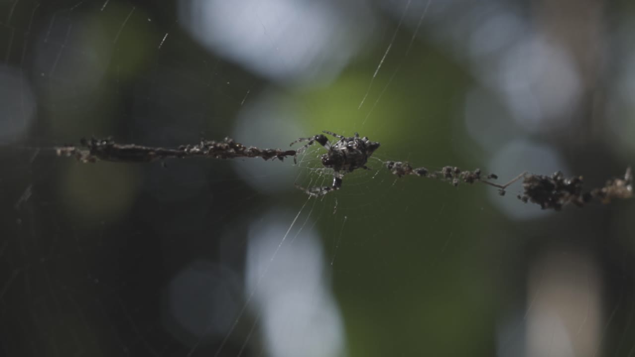 primer plano de una araña tejiendo su telaraña en un bosque verde exuberante, luz natural, enfoque en la telaraña